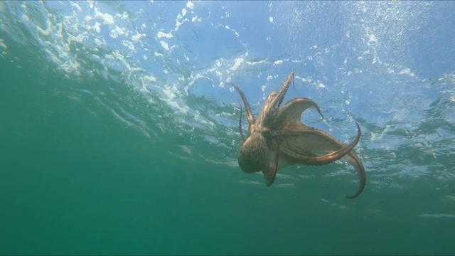 野生章鱼在地中海水下游泳视频下载