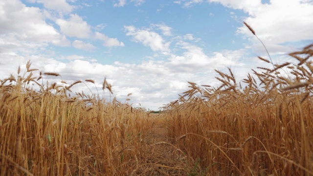 有机大麦麦芽农场收获生产视频素材