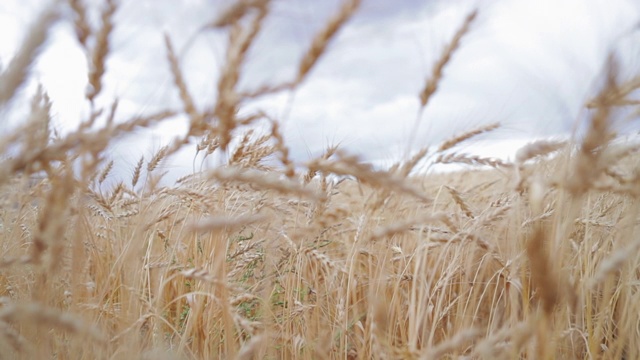 有机大麦麦芽农场收获生产视频素材