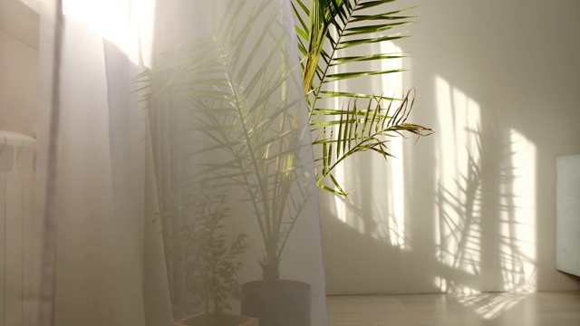 风从房间开着的窗户吹进来。在窗边挥动着白色薄纱。早晨的阳光照亮房间，阴影背景覆盖。房间里有一棵热带棕榈树视频素材