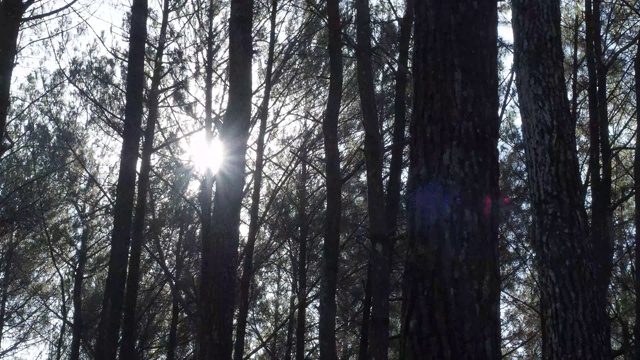 太阳耀斑穿过松树林，在风中摇曳视频素材
