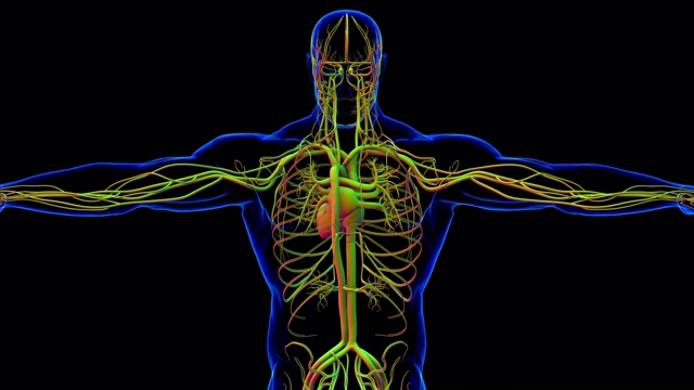 人体心脏与循环系统解剖医学概念3D视频下载
