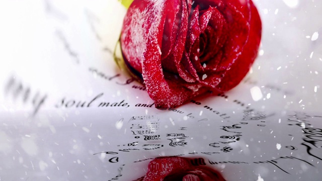 白雪覆盖红玫瑰和情书视频下载
