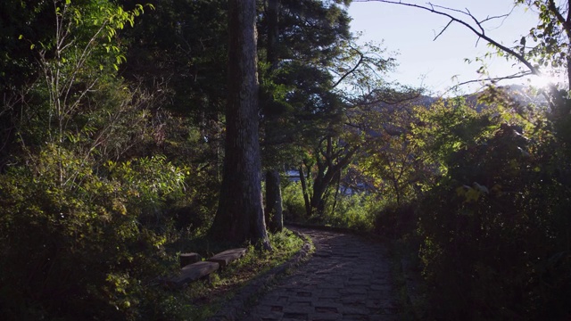 在日本的湖边森林里散步视频下载