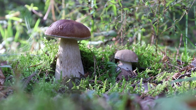 森林里生长着两种牛肝菌。一只手通过扭转挑出其中一个蘑菇，并将其展示给摄像机。蘑菇将苔藓上的洞盖住以保护菌丝。视频素材