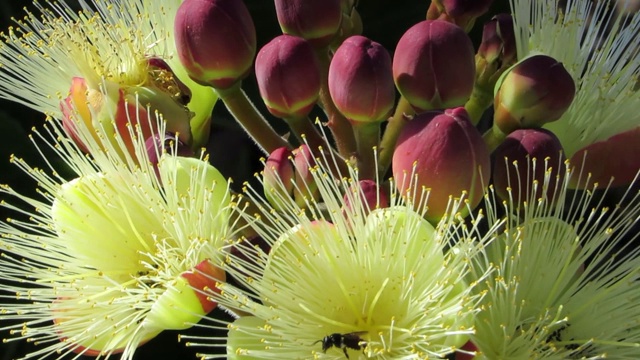 特写Souari坚果(Caryocar brasiliense)花和芽。典型的热带草原植物，葡萄牙语叫Pequi。视频下载