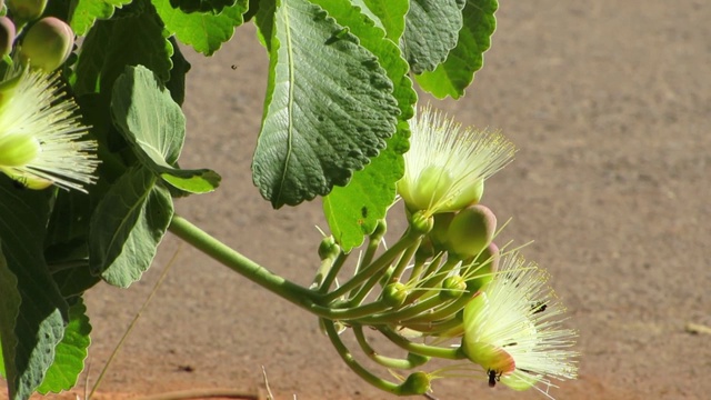 巴西果(Caryocar brasiliense)花。视频素材