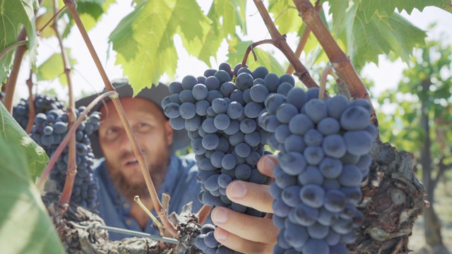 葡萄采摘酿酒故事:在托斯卡纳工作的酿酒师视频素材