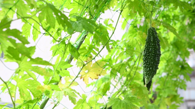 苦瓜绿帘。夏天蔬菜在菜园里。视频素材