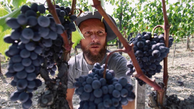 葡萄采摘酿酒故事:在托斯卡纳工作的酿酒师视频素材