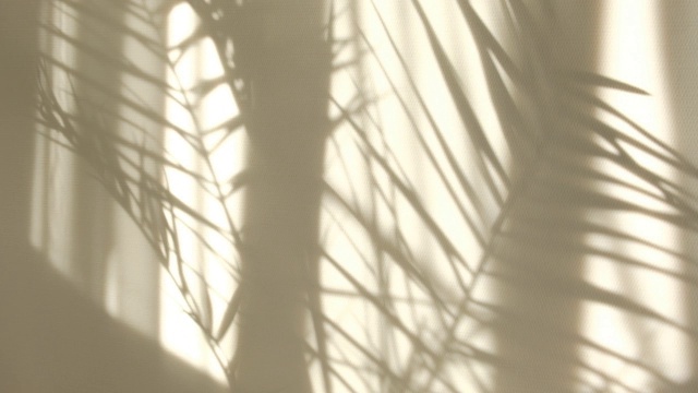 早晨的阳光照亮房间，阴影背景覆盖。热带树叶的透明阴影。抽象的灰色阴影背景的自然树叶树枝落在白色的墙壁上视频素材