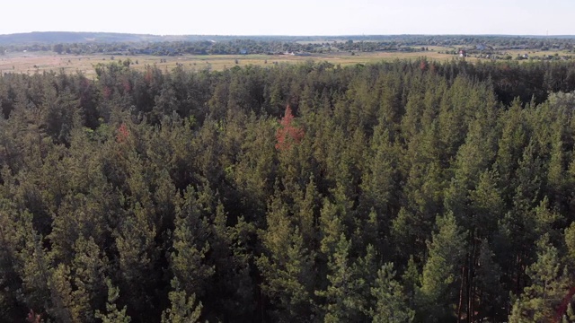 鸟瞰图松树林与田野。绿色树木的森林公园视频素材