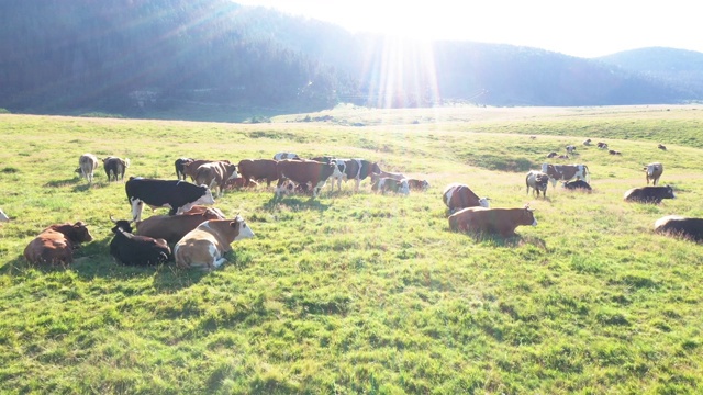 田野里的奶牛，鸟瞰图视频素材