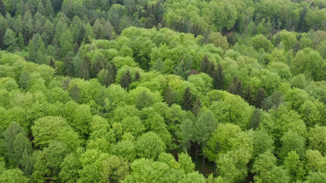 鸟瞰图森林与生机勃勃的新鲜树叶在春天，近距离。Steigerwald,巴伐利亚,德国。视频素材