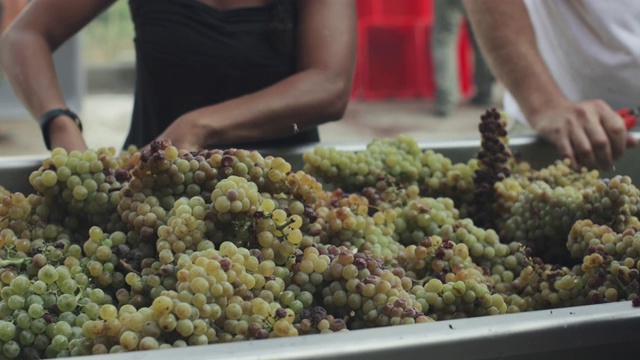 葡萄采摘酿酒故事:意大利托斯卡纳的流行视频下载