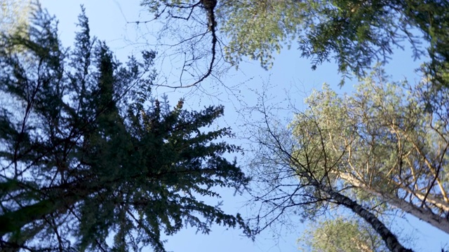 森林里树木的360度全景视频素材