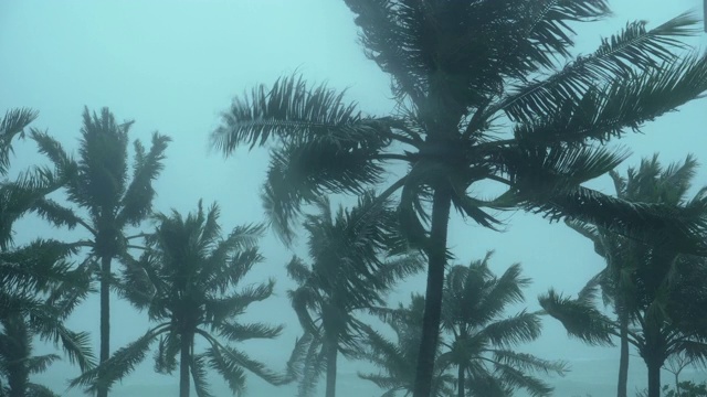 风暴吹过椰子树视频下载