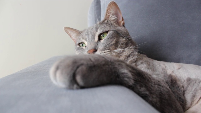 可爱的灰猫在沙发上瑟缩视频素材