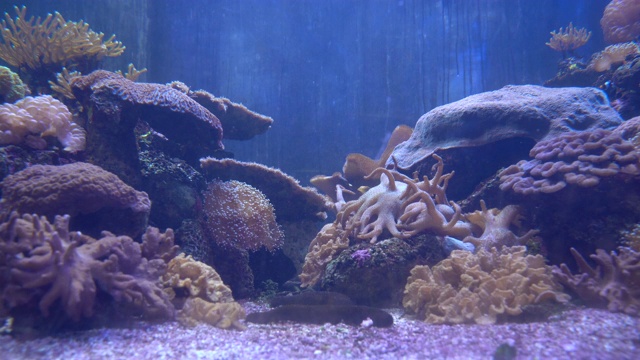 可爱的水动物，沿着惊人的珊瑚礁游泳。视频素材