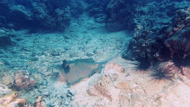 黄貂鱼在海底捕食贝类视频素材
