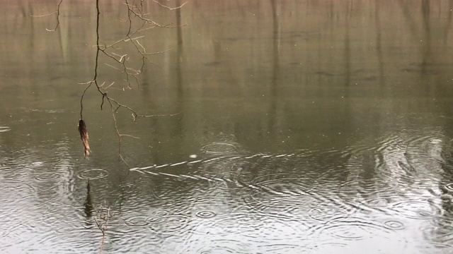 一根树枝在下雨时碰到水面视频下载