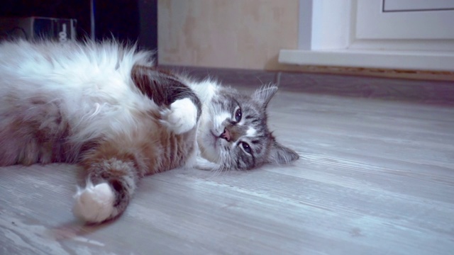 成年猫正躺在地板上休息视频素材