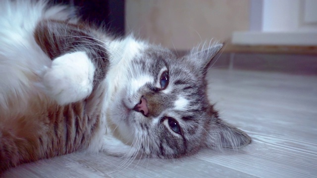 无聊懒惰的成年猫躺在地板上休息视频素材