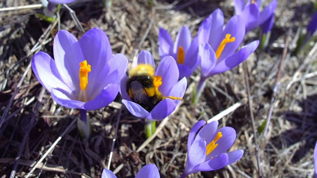 野春季番红花上的大黄蜂视频下载