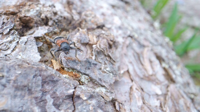 一只虫子在森林里的树干顶上视频素材