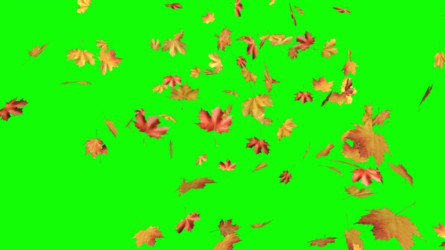 枫叶秋叶落在绿色的背景上。视频素材