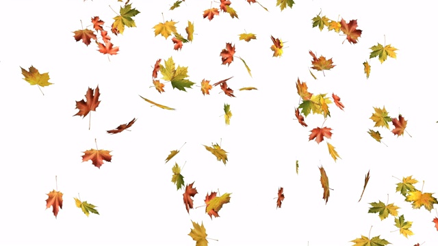 枫树的秋叶孤立地落在白色。视频素材