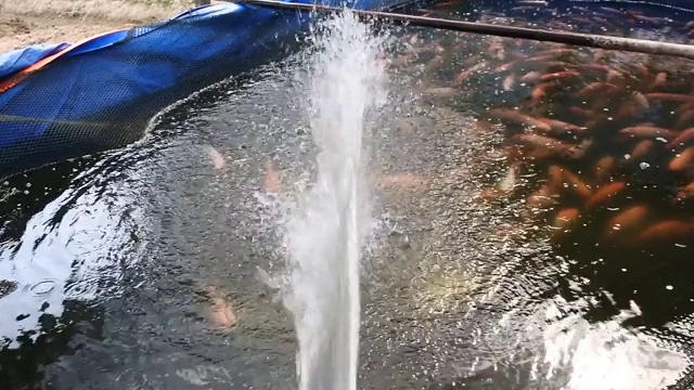 人工池塘养鱼视频下载