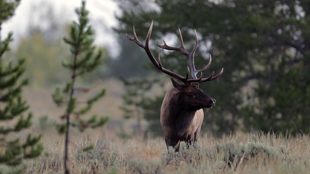MS 4K拍摄与一个巨大的公麋鹿或马鹿(加拿大鹿)的声音在日出视频素材