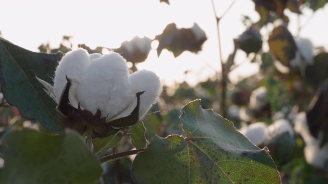 棉花采摘的季节。盛开的棉花地里劳作。在金色的夕阳下，这是收获前的作物特写。视频下载