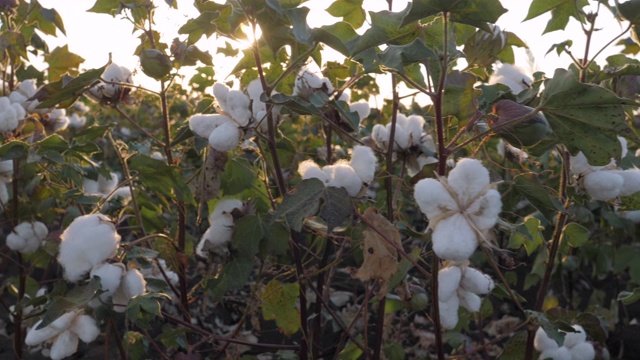 棉花采摘的季节。盛开的棉花地里劳作。在金色的夕阳下，这是收获前的作物特写。视频下载
