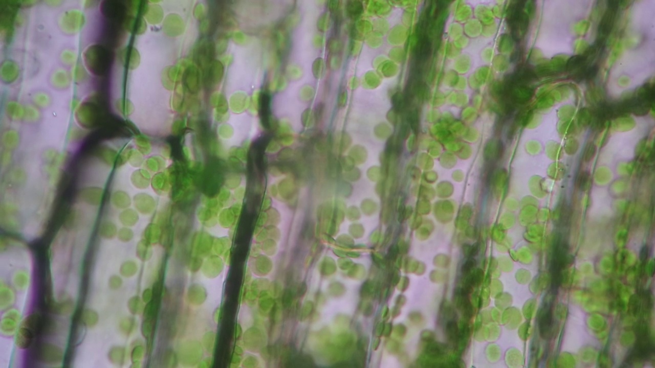 细胞结构海草，在显微镜下显示植物细胞的叶片表面的视图，用于课堂教学。视频素材