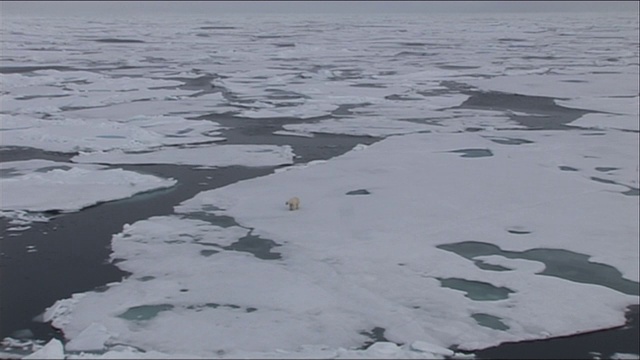 高角度的北极熊徘徊在北极冰架视频下载