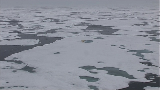 在北极冰架上的北极熊的高角度视图放大视频下载