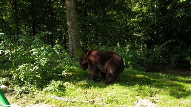 树林里有熊。在夏天拍摄。视频下载