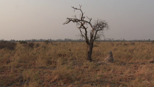 非洲母狮跟踪然后追赶非洲野狗视频下载
