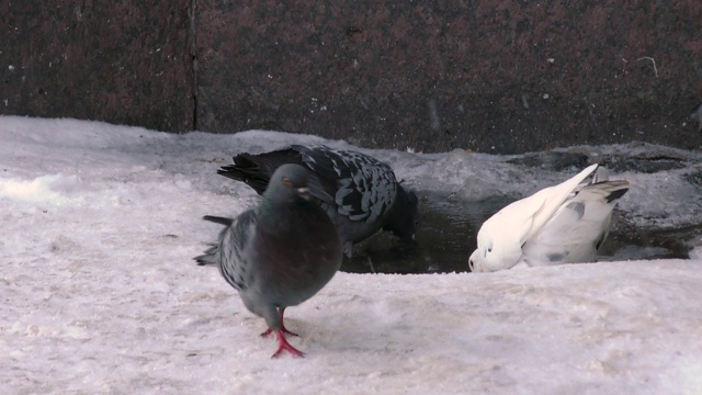 野鸽在冬天。视频下载