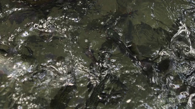 在淡水中进食的一大群鱼视频下载