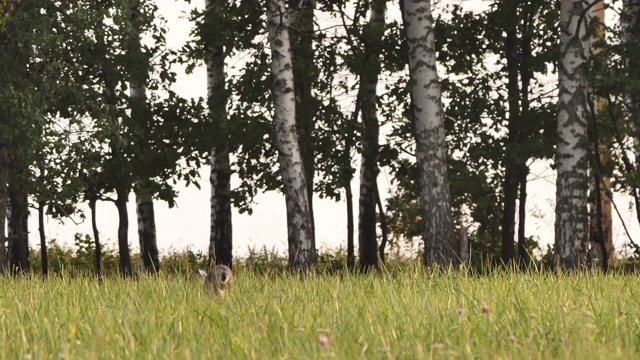 欧洲野兔，也叫棕色野兔，俄罗斯视频素材
