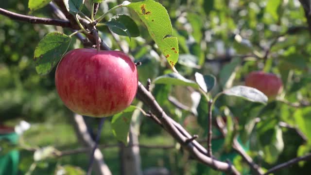 红苹果挂在花园里视频素材