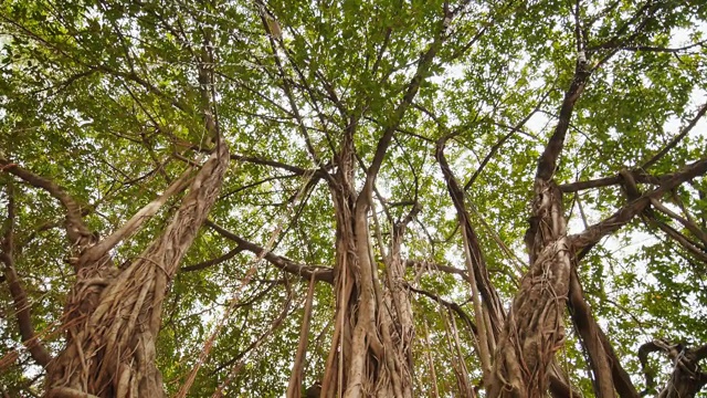 阳光透过丛林中的榕树照射下来。马尼拉的阿亚拉三角公园。以圆周运动的方式拍摄视频。电子稳定视频下载