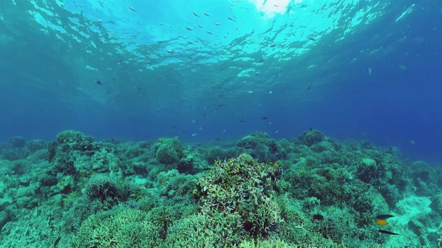 珊瑚礁和热带鱼。Panglao、菲律宾视频下载