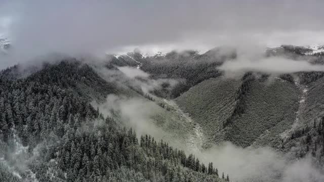 雪过后，森林变得模糊起来视频素材