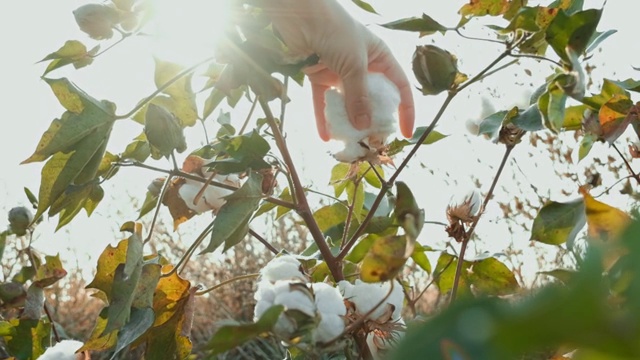 棉花收获。在棉花田间工作的女性收获机视频素材