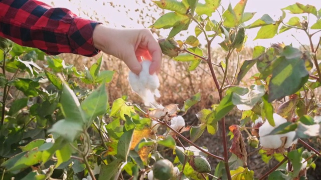 棉花收获。在棉花田间工作的女性收获机视频素材