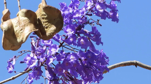 蓝色蓝花楹或蕨类树(含油蓝花楹)的紫色花和种子在风中飘扬。视频下载